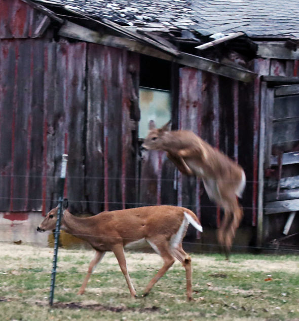 Two of seven deer entering the yard, March 14, 2020