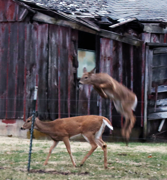 Two of seven deer entering the yard, March 14, 2020