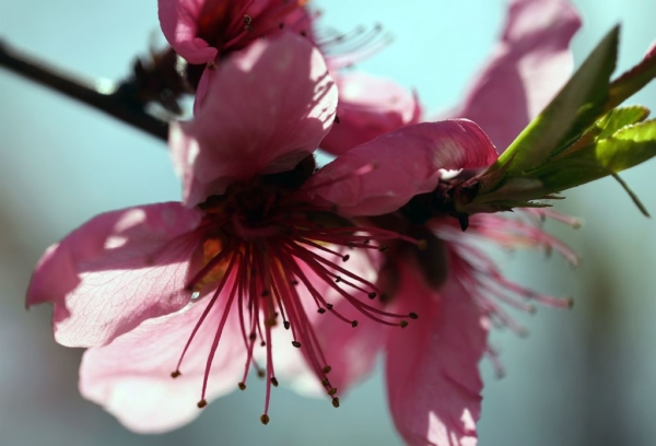 Peach blossoms, April 1, 2020