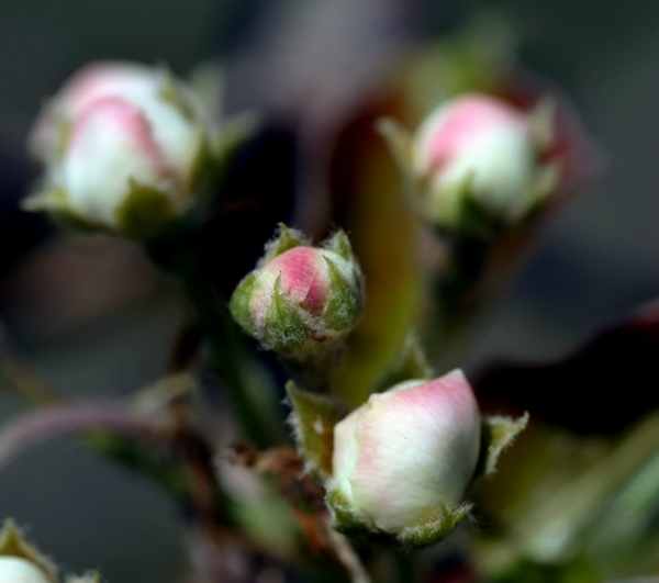 Pear buds, April 1, 2020