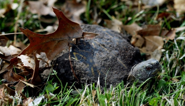 First male ornate box turtle emerges, April 1, 2020