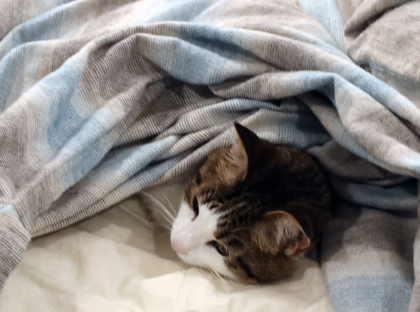 Please don't make the bed, April 4, 2020