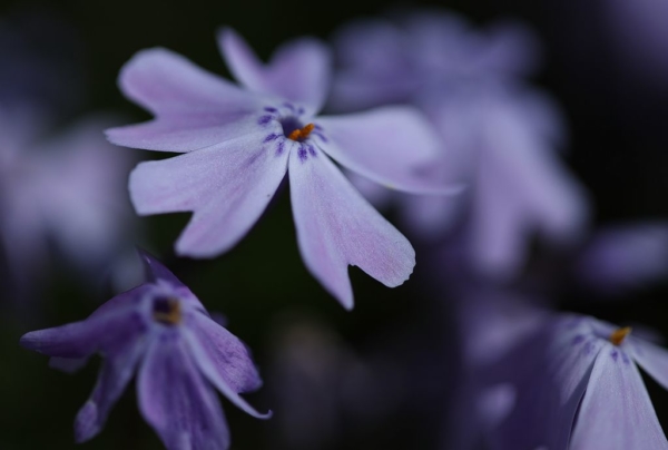 Phlox blossoms, April 21, 2020