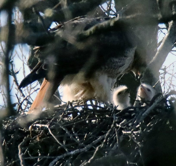 Adult red-tailed hawk feeding chicks, April 21, 2020