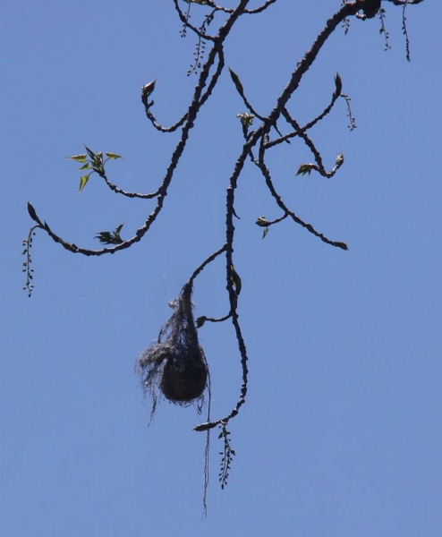 2019 oriole nest, April 21, 2020