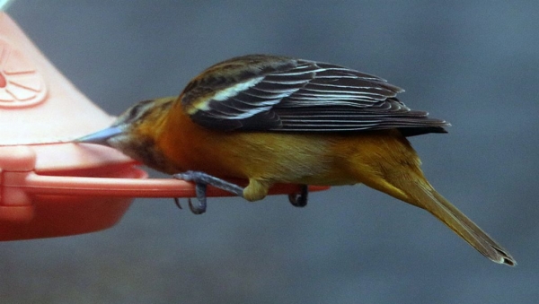 Female oriole, April 22, 2020