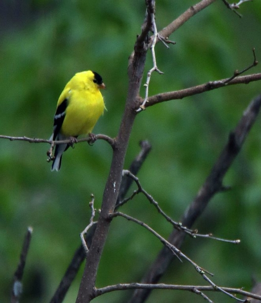 Male gold finch, April 22, 2020