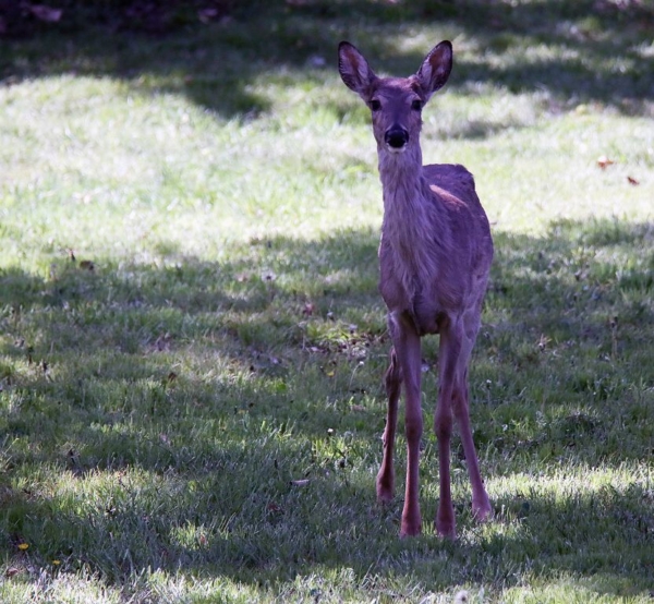 Young male deer in shade, April 23, 2020