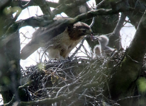 Adult red-tailed hawk feeding chicks, April 23, 2020