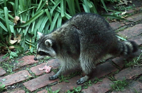 Female raccoon, April 23, 2020