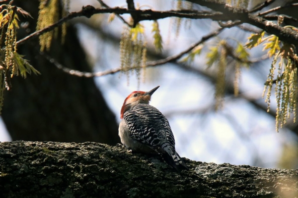 Red-bellied woodpecker, April, 23, 2020