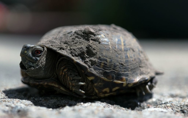 Second male ornate box turtle emerges, April, 23, 2020