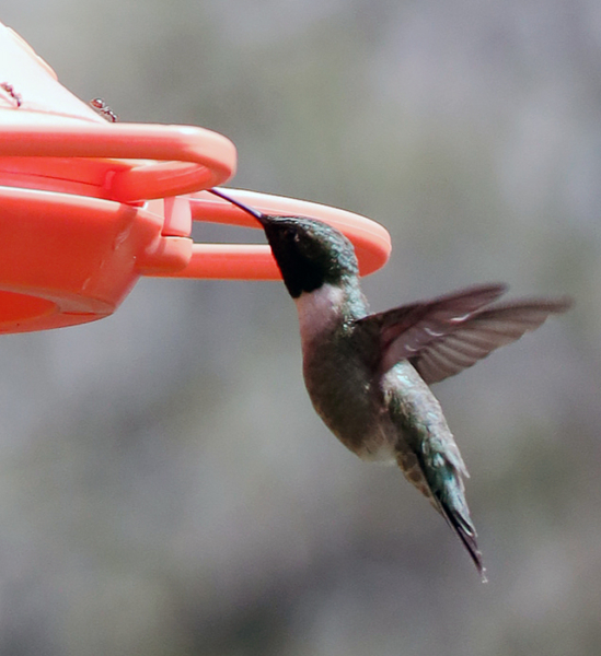 Hummingbird at the oriole feeder, April 25, 2020