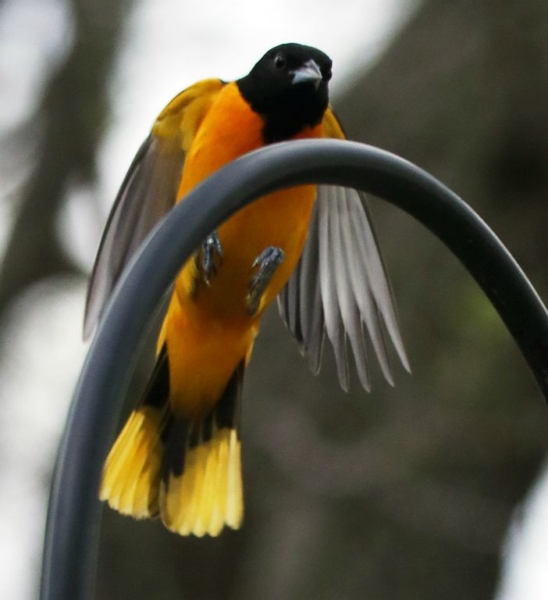 Male Baltimore oriole landing above the feeder, April 25, 2020