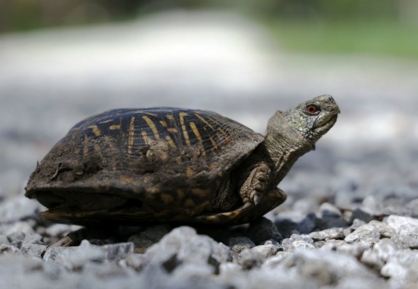 Third male ornate box turtle to emerge this spring, April 25, 2020