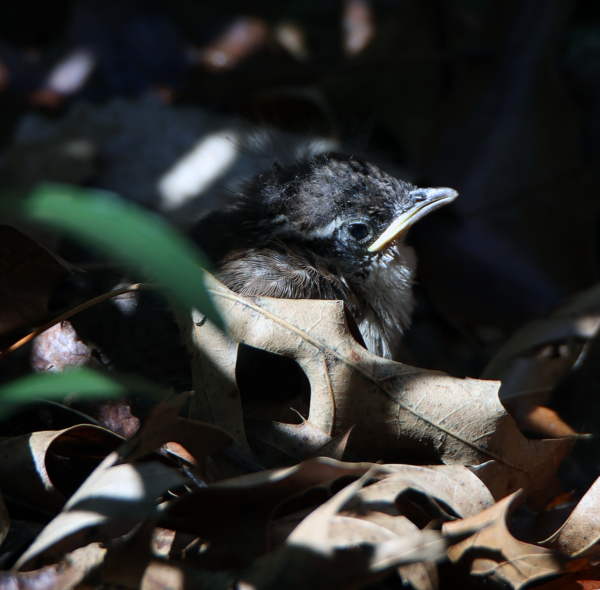 First Carolina wren chick, just out of the nest, April 26, 2020