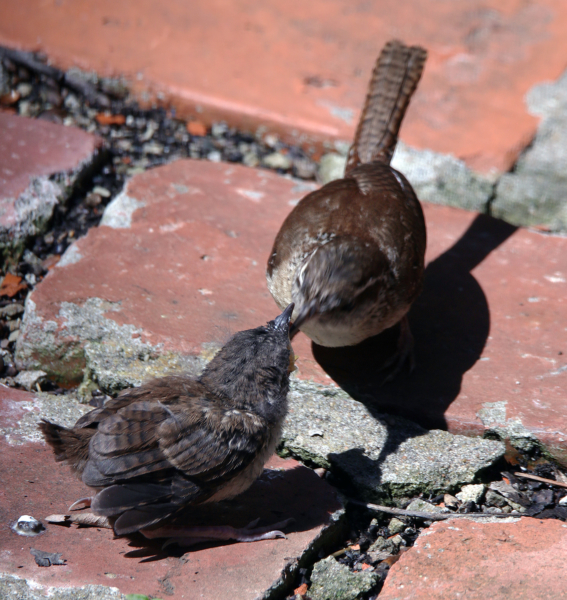 Carolina wren coaxing a chick to safety...with food, April 26, 2020