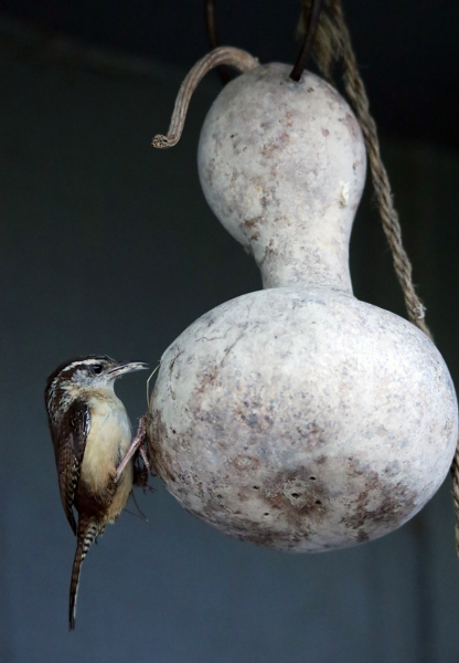 Adult Carolina wren, feeding chicks on their last morning in the nest, April 26, 2020