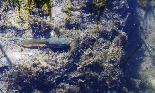 Bullfrog tadpole, April 30, 2020