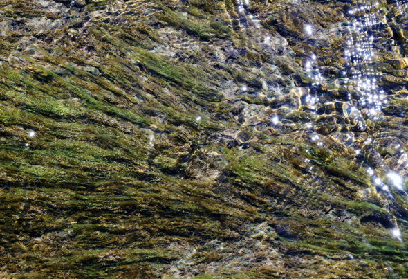 Moss in the creek, April 30, 2020