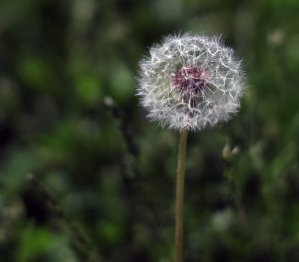Dandelion seed head, April 30, 2020