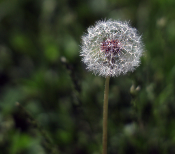 Dandelion seed head, April 30, 2020