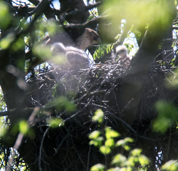 Red-tailed hawk family, April 30, 2020