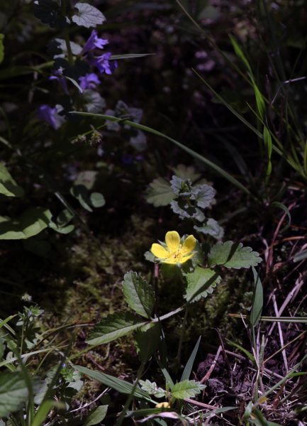 Wild strawberry, April 30, 2020