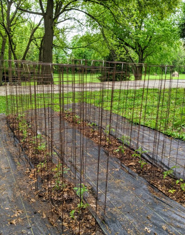 Tomatoes planted, May 16, 2020