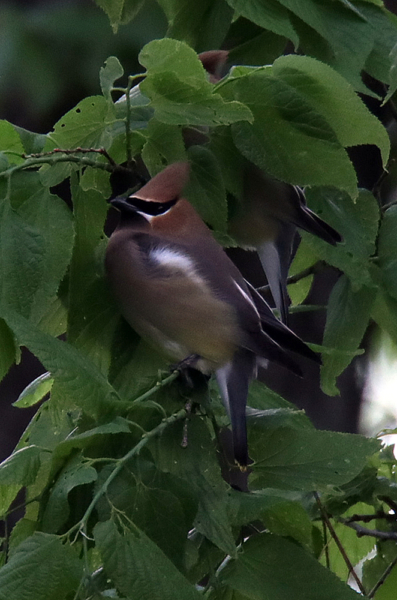 Cedar Waxwings, May 2, 2020