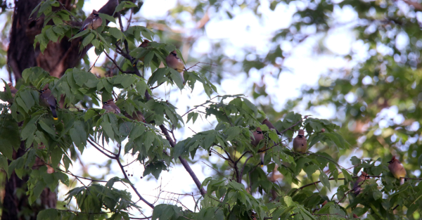 Cedar Waxwings, May 3, 2020