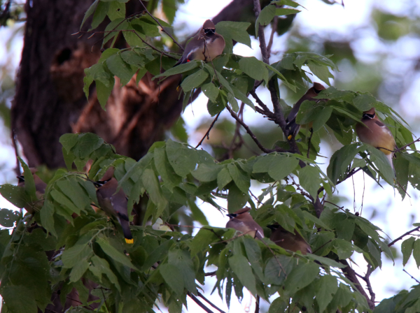 Cedar waxwings, May 3, 2020