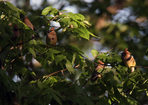 Cedar waxwings, May 3, 2020