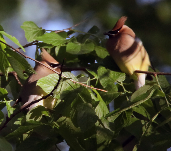 Cedar waxwings, May 3, 2020