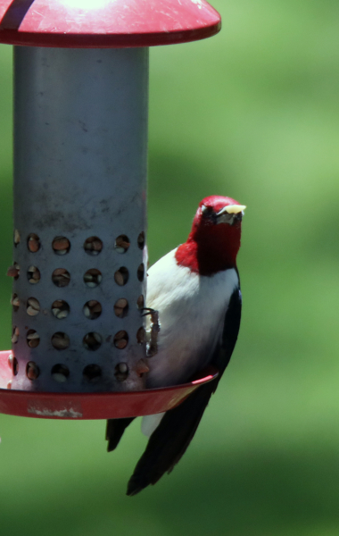 Red headed woodpecker, May 3, 2020