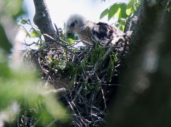 Fledgling red-tailed hawk, May 10, 2020