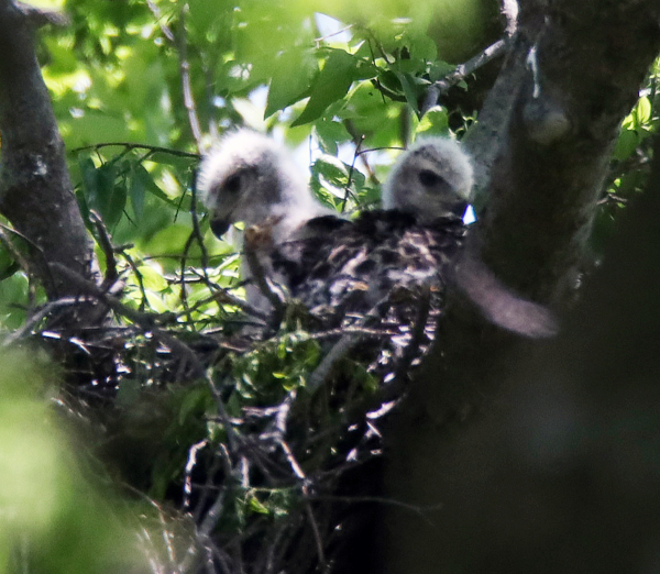 Both fledgling red-tailed hawks, May 10, 2020