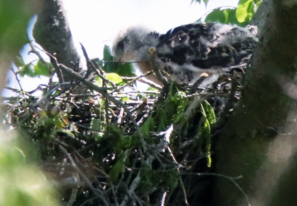 Fledgling red-tailed hawk, May 10, 2020