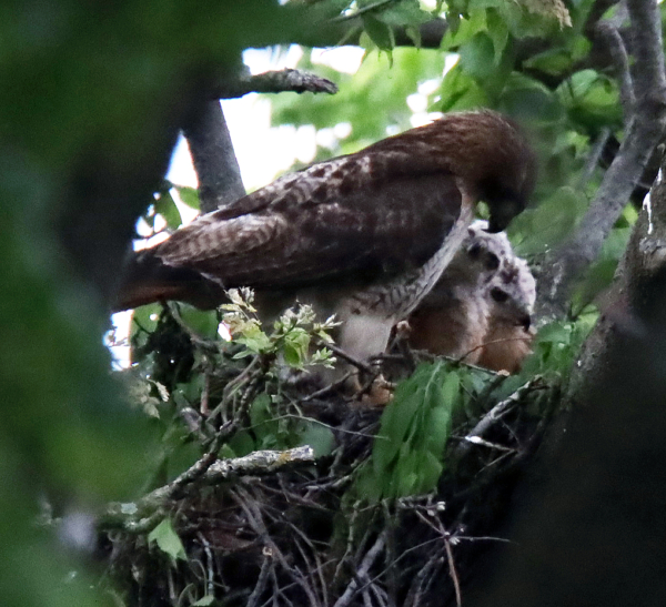 Red-tailed hawk family, May 14, 2020