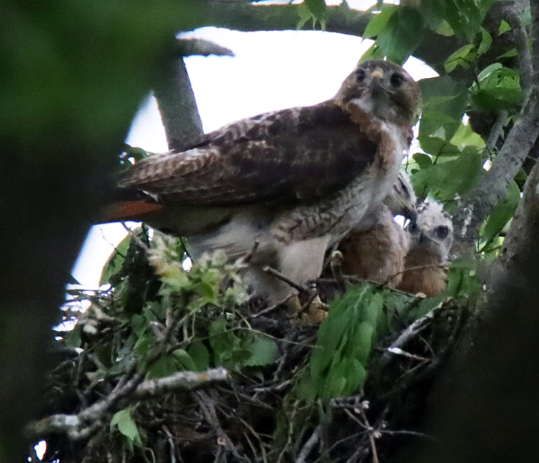 Red-tailed hawk family portrait, May 14, 2020