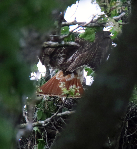 Red-tailed hawk parent coming in for a feeding, May 14, 2020