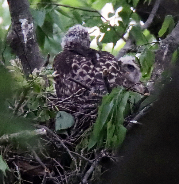 Red-tailed hawk fledglings growing up, May 14, 2020