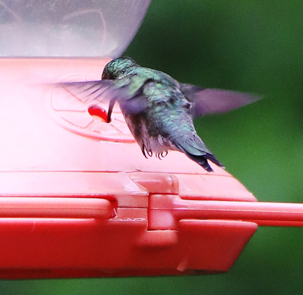 Hummingbird, May 17, 2020