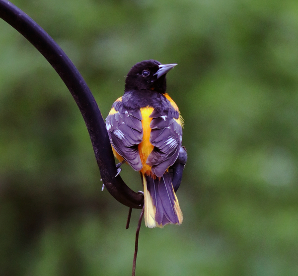 Male oriole, May 17, 2020