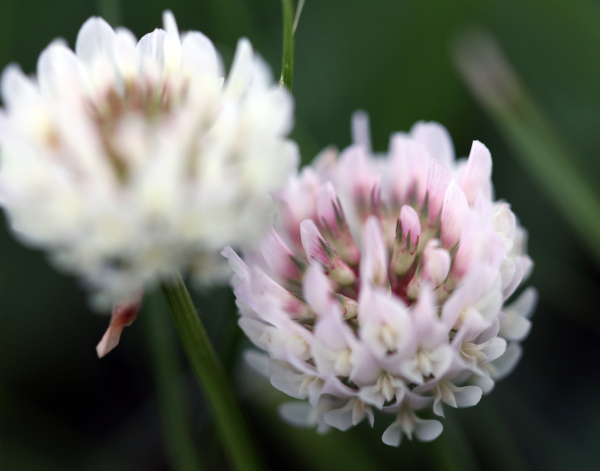 Clover blossoms, May 19, 2020