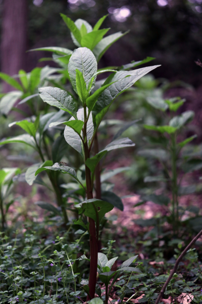 Poke Weed (polk salad), May 19, 2020