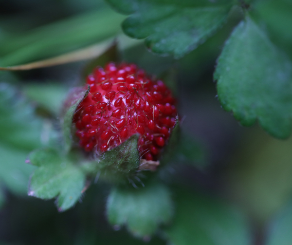 Wild strawberry, May 19, 2020